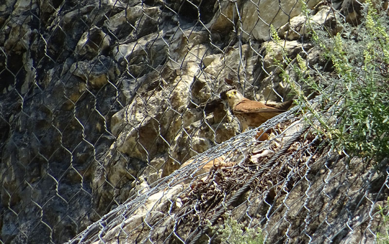 foto brutte 4....Falco tinnunculus